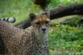 Majestic cheetah surveying its surroundings with an inquisitive gaze Royalty Free Stock Photo