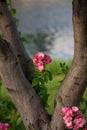 Majestic cherry blossom tree stands next to a tranquil body of water Royalty Free Stock Photo