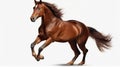 Majestic Chestnut brown Horse Galloping Isolated on White Background Royalty Free Stock Photo