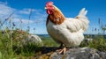 Majestic Chicken Perched On Rock In Vibrant Natural Setting Royalty Free Stock Photo