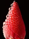 Majestic close up dew drops on fresh looking red rosebud. Valentine`s day concept, black background. Love concept