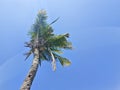 A majestic coconut tree viewed from below Royalty Free Stock Photo