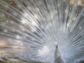 Majestic peacock in a beautiful day Royalty Free Stock Photo