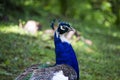 Majestic peacock in a beautiful day Royalty Free Stock Photo
