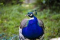 Majestic peacock in a beautiful day Royalty Free Stock Photo