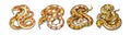 Majestic Reticulated Python Coloring Design