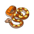 Majestic Reticulated Python Coloring Design