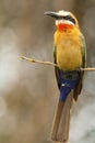 Majestic colours of the white fronted bee-eater