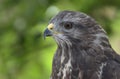 majestic common buzzard Royalty Free Stock Photo