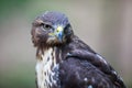 Majestic common buzzard Royalty Free Stock Photo