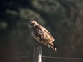 Majestic common buzzard perched atop a wooden post Royalty Free Stock Photo