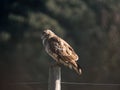Majestic common buzzard perched atop a wooden post