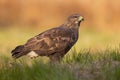 Majestic common buzzard sitting on the ground in autumn.