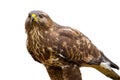 Majestic common buzzard sitting in nature cut out on blank.