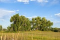 Majestic Cottonwood Trees in Late Afternoon