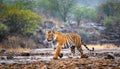 Male tiger in India after rainy season Royalty Free Stock Photo