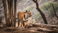 Male tiger in India after rainy season Royalty Free Stock Photo