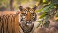Male tiger in India after rainy season Royalty Free Stock Photo