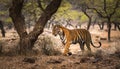 Male tiger in India after rainy season