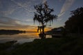 A majestic Cypress tree draped with Spanish Moss at sunrise in Florida