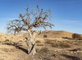 Majestic Dead Atlantic Pistachio in the Negev in Israel