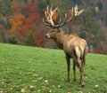 Majestic deer on autumn background
