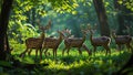 Majestic Deer Herd in Lush Forest Sunlight Royalty Free Stock Photo