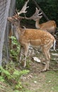 Majestic deer with horns in the mountain