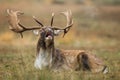 Majestic deer with large antlers lying on grass