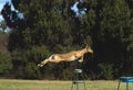 Majestic deer leaps over an outdoor bowl stands, creating a dynamic and captivating scene