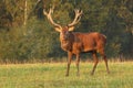 Majestic deer male Cervus elaphus