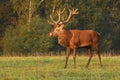 Majestic deer male Cervus elaphus