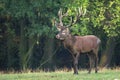 Majestic deer male Cervus elaphus