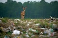 Majestic deer among plastic waste. Generative AI