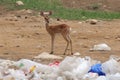 Majestic deer among plastic waste. Generative AI