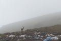 Majestic deer among plastic waste. Generative AI