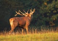 Majestic deer in rut