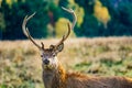 Majestic deer in the woods side profile