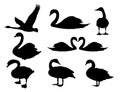 majestic detail swan vector logo silhouette illustration design