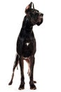 Majestic dog Royalty Free Stock Photo