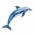 Cyanotype Dolphin Full Body Isolated On White Background