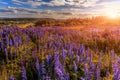 Majestic dramatic scene. fantastic sunset over the meadow with flowers lupine and colorful clouds on the sky. Royalty Free Stock Photo