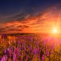 Majestic dramatic scene. fantastic sunset over the meadow with flowers lupine and colorful clouds on the sky. Royalty Free Stock Photo