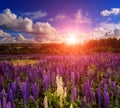 Majestic dramatic scene. fantastic sunset over the meadow with flowers lupine and colorful clouds on the sky. Royalty Free Stock Photo