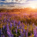 Majestic dramatic scene. fantastic sunset over the meadow with flowers lupine and colorful clouds on the sky. Royalty Free Stock Photo