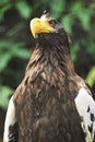 Majestic Eagle Royalty Free Stock Photo