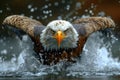 Majestic eagle: a captivating showcase of nature's prowess, bird , perched majestically, and embodying the spirit of