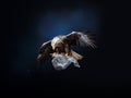 a majestic eagle fighting with a plastic bag