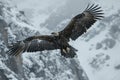 Majestic eagle in flight amidst snowy mountains
