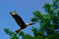 Majestic eagle flying in a beautiful blue sky